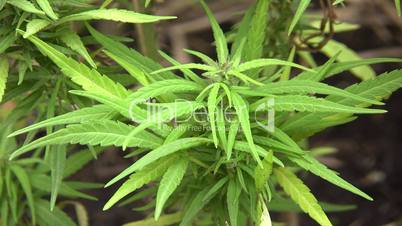 Cannabis plant (Cannabis sativa)