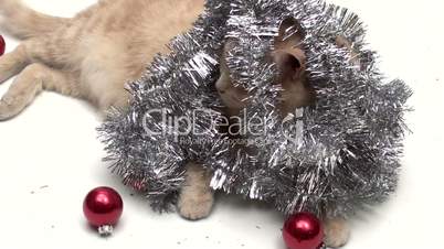 Katze mit Weihnachtsschmuck