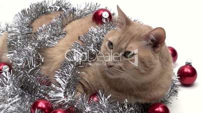 Katze mit Weihnachtsschmuck