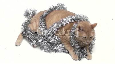 Katze mit Weihnachtsschmuck