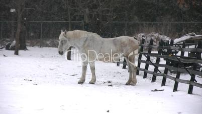 White Horse.