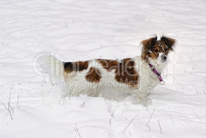 Hund mitten im weißen Schnee