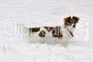 Hund mitten im weißen Schnee