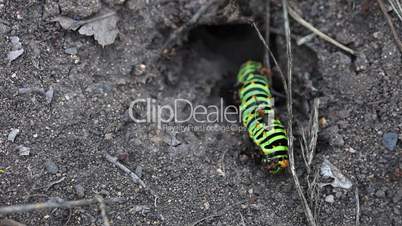Fight. Caterpillar with ants.