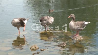 Wild geese relaxing on river
