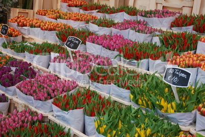 Tulpenmarkt in Amsterdam