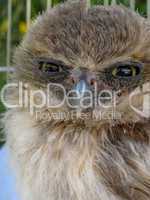 Junge Eule / Baby Owl