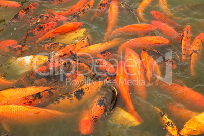 Goldfische / Goldfishes