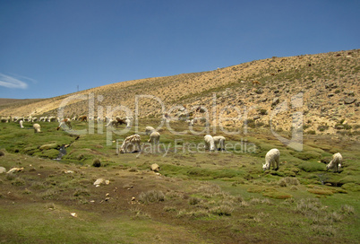Lama Herde in Peru