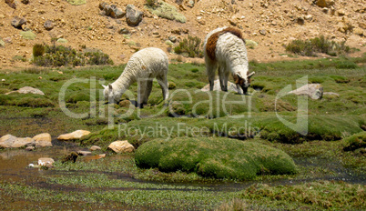 Lama Herde / Lama flock (Peru)