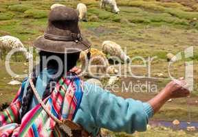 Frau mit Lama Herde in Peru / Woman with Lamas