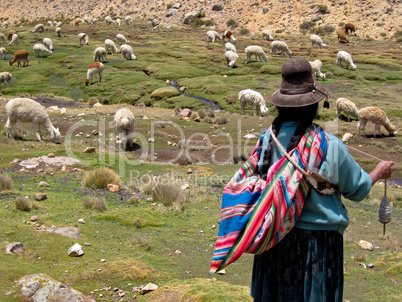Lama Herde in Peru