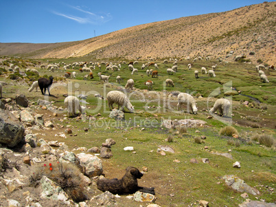 Lama Herde / Lama flock (Peru)