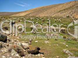 Lama Herde / Lama flock (Peru)