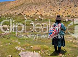 Lama Herde in Peru