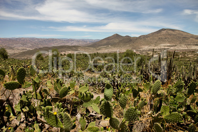 Kakteen / Cactus (Anden / Andes)