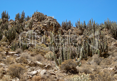 Kakteen / Cactus (Südamerika)