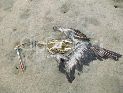 Toter Vogel, Pelikan / Dead Pelican