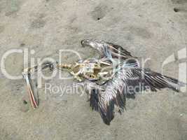 Toter Vogel, Pelikan / Dead Pelican