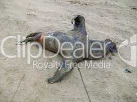 Toter Seehund / Dead Seal