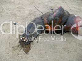 Toter Seehund / Dead Seal