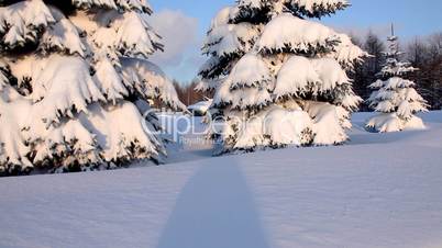 pan on fir under snow and tank at winter sunset