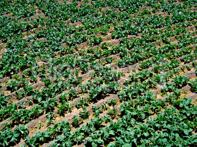 Feld Struktur / Field Texture