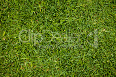 Rasen Struktur / Grass Texture