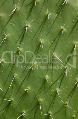 Kaktus Struktur