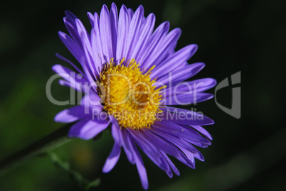 Aster