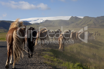 Icelandic Horses Running Down A Road Into Fields