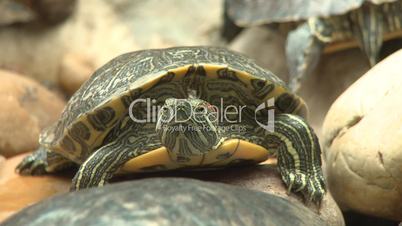 Turtle red eared slider, sunbath on rock