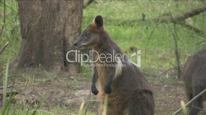 Wallabi steht und guckt