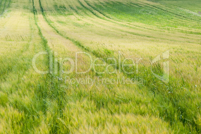 Kornfeld 15 Kornfeld 15