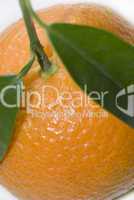 Mandarine 03