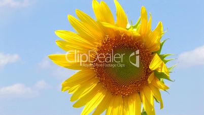 HD Sunflower swaying from the wind, Closeup