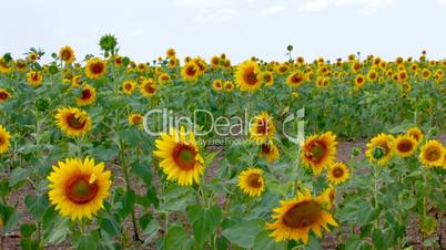 HD Sunflower field, sunflowers swaying from the wind