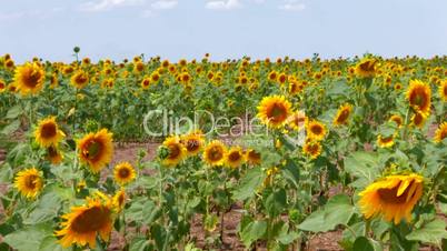 HD Panorama of Sunflower field, sunflowers swaying from the wind