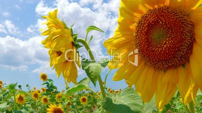 HD Beautiful yellow sunflowers, Closeup