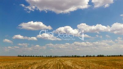 HD Wheatfield after harvest and blue sky with white clouds, timelapse