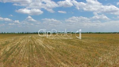 HD Panorama of wheatfield after harvest and blue sky with white clouds