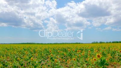 HD Panorama of Sunflower field and blue sky with white clouds