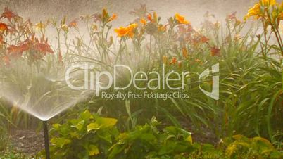 HD Sprinkler waters lush flower bed at sunset, closeup
