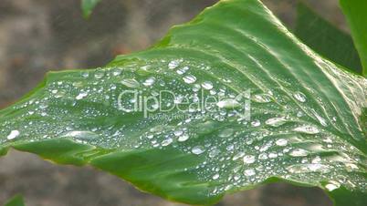 HD Green leaf with rain droplets, closeup