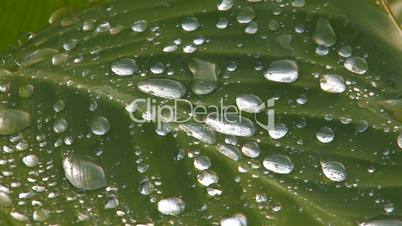 HD Green leaf with sliding raindrops, closeup