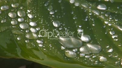 HD Waterdrops flowing down green leaf, Macro, closeup