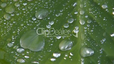 HD Waterdrops flowing down green leaf, Macro, closeup