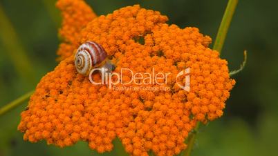 HD Snail crawling on yellow flower, closeup
