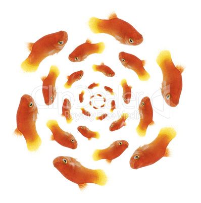 Goldfishes