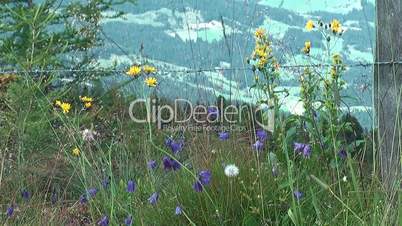 Bergwiese in den Alpen